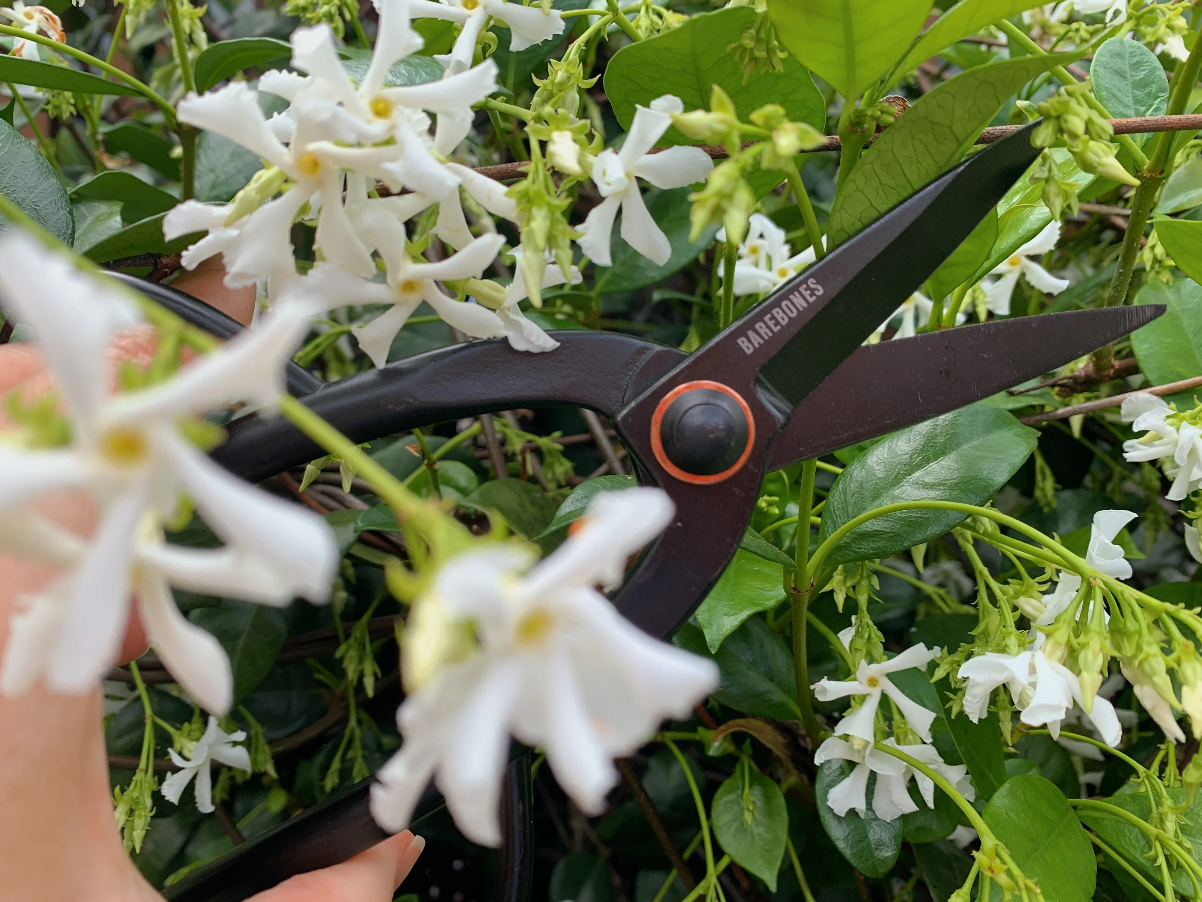 Barebones  - Artisan Pruning Shears