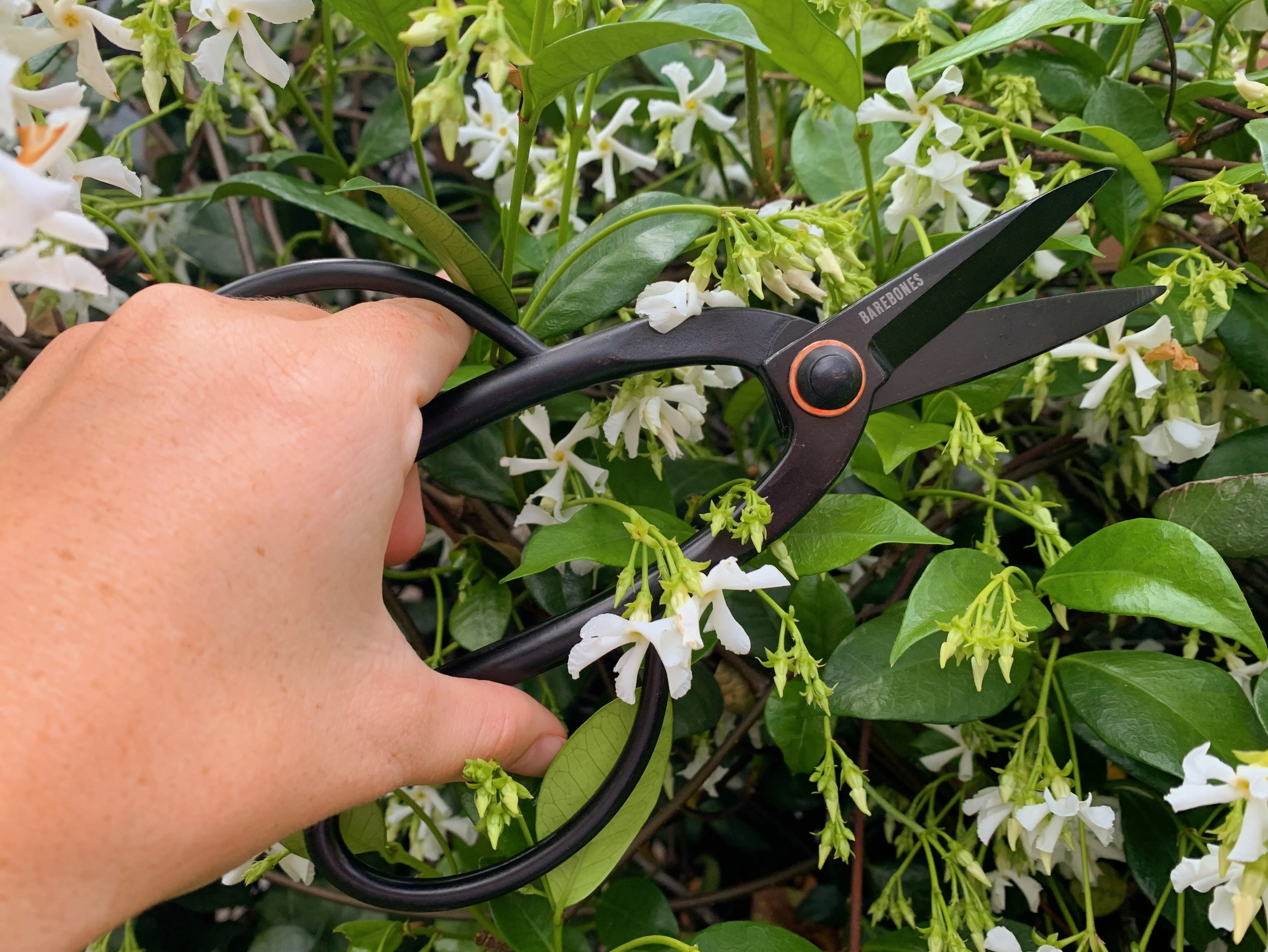 Barebones  - Artisan Pruning Shears