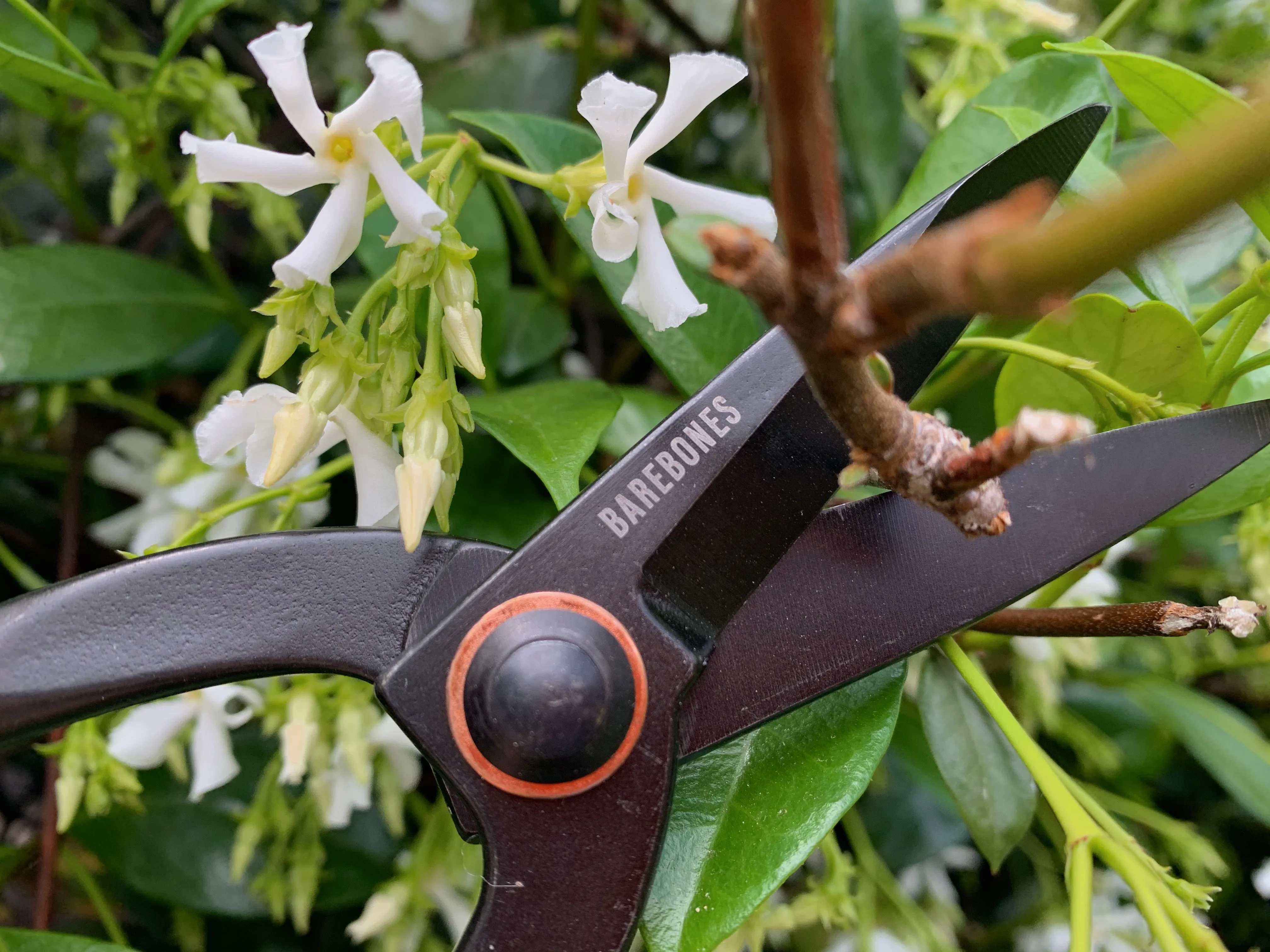 Barebones  - Artisan Pruning Shears