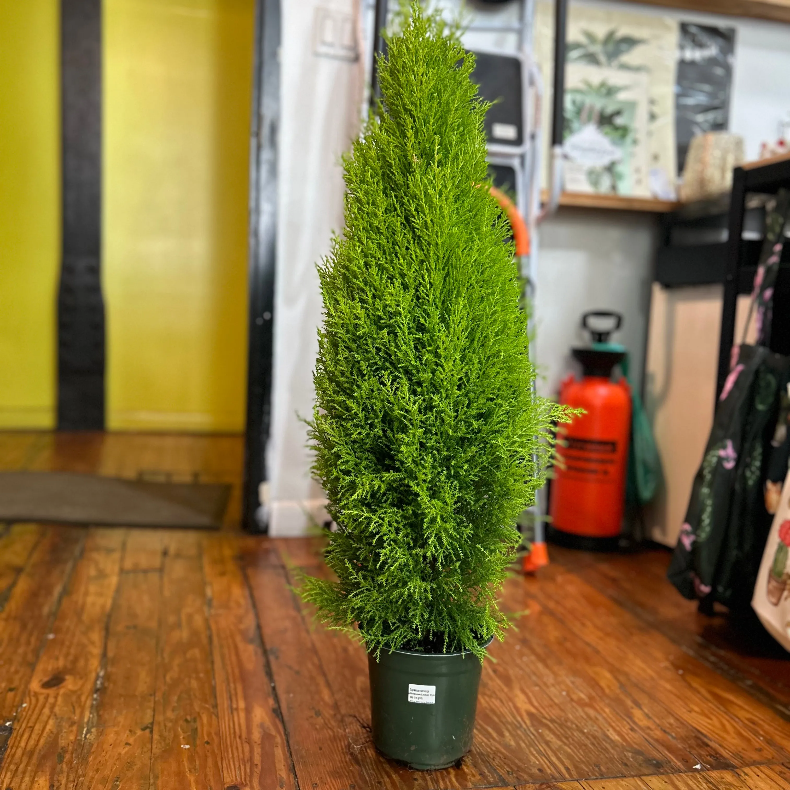 Cypress 'Goldcrest' - Lemon Cypress - Various Sizes