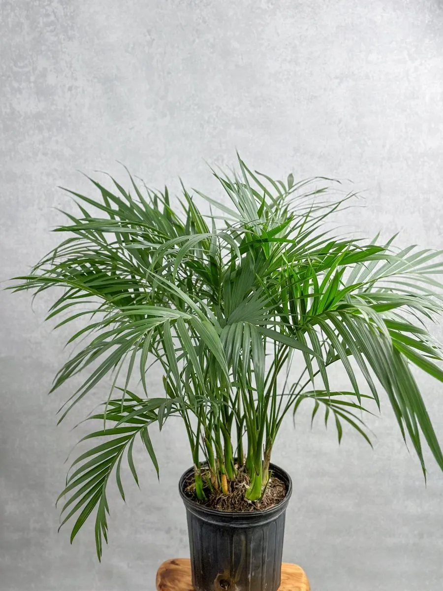 Neanthe - Bella Palm - Floor Plant