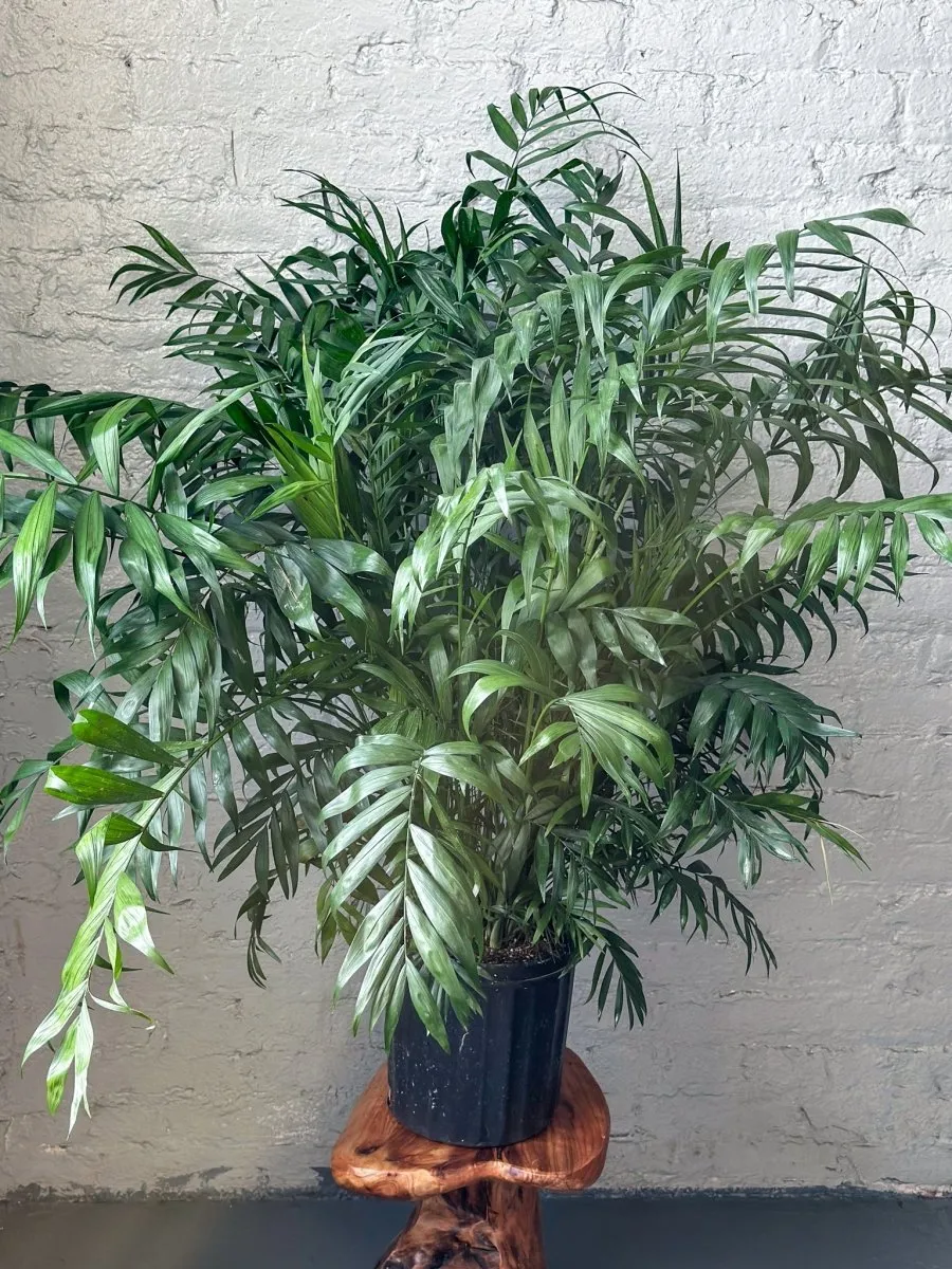 Neanthe - Bella Palm - Floor Plant