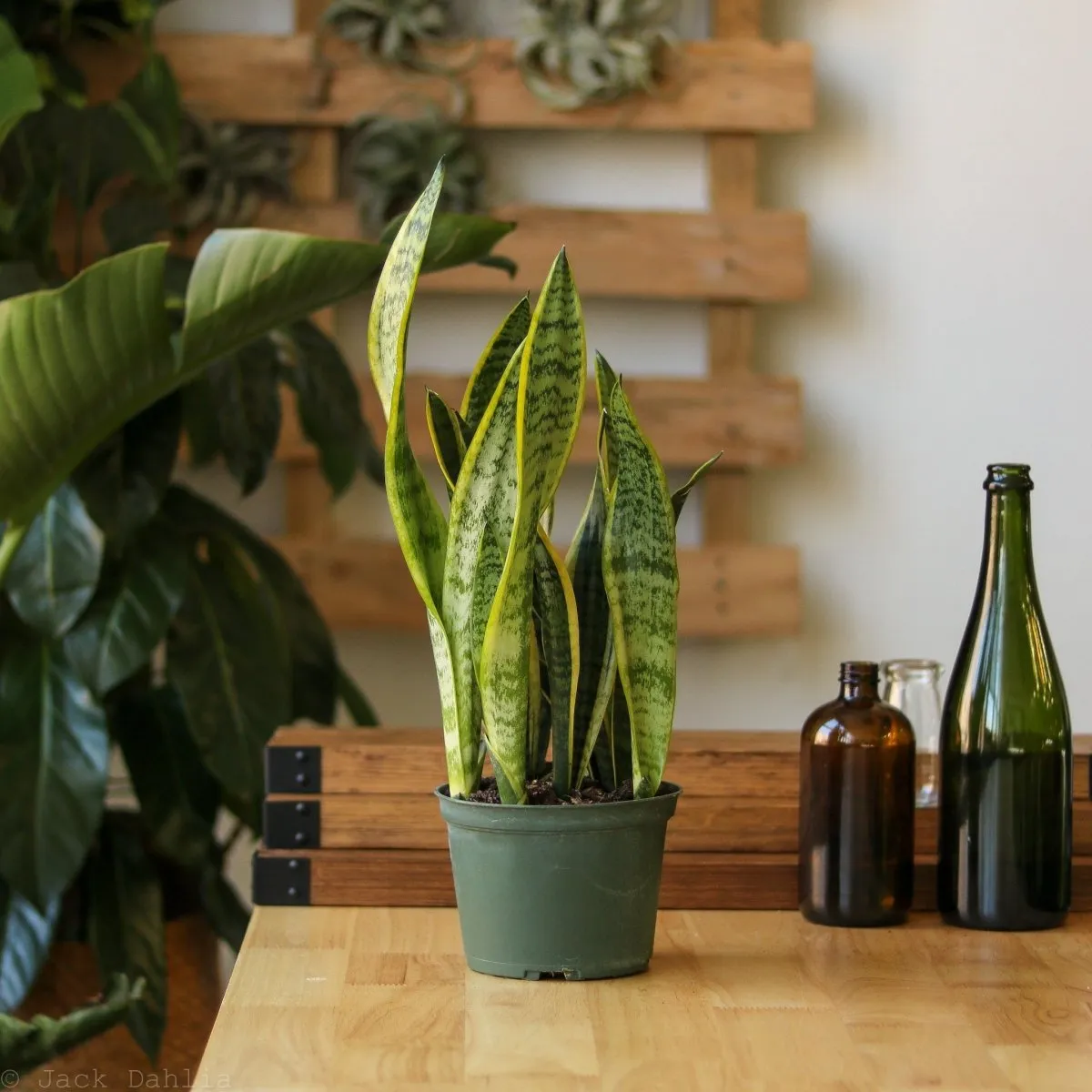 Sansevieria Trifasciata ‘Laurentii’ - Snake Plant - Various Sizes