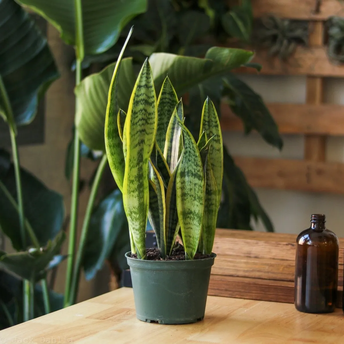 Sansevieria Trifasciata ‘Laurentii’ - Snake Plant - Various Sizes