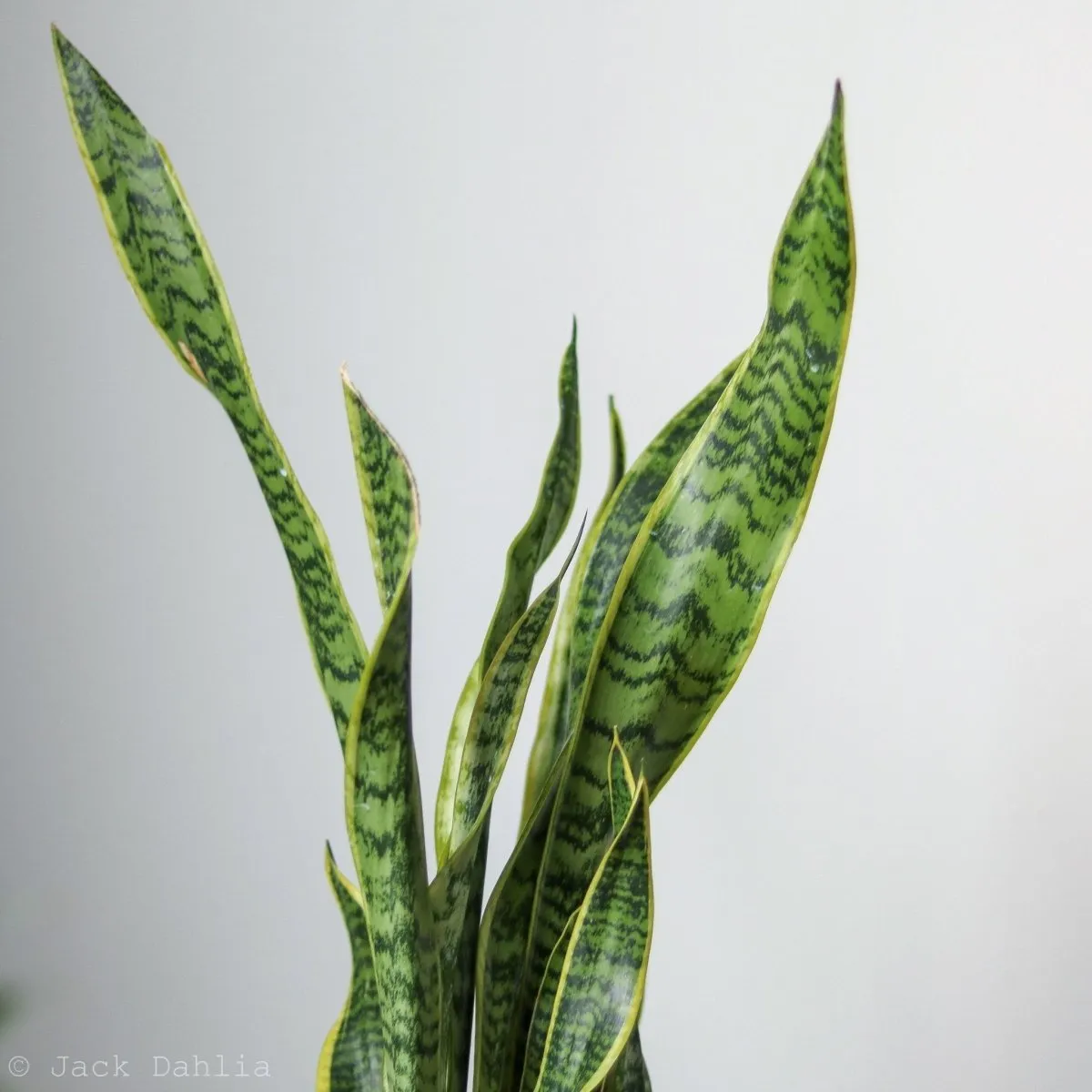 Sansevieria Trifasciata ‘Laurentii’ - Snake Plant - Various Sizes