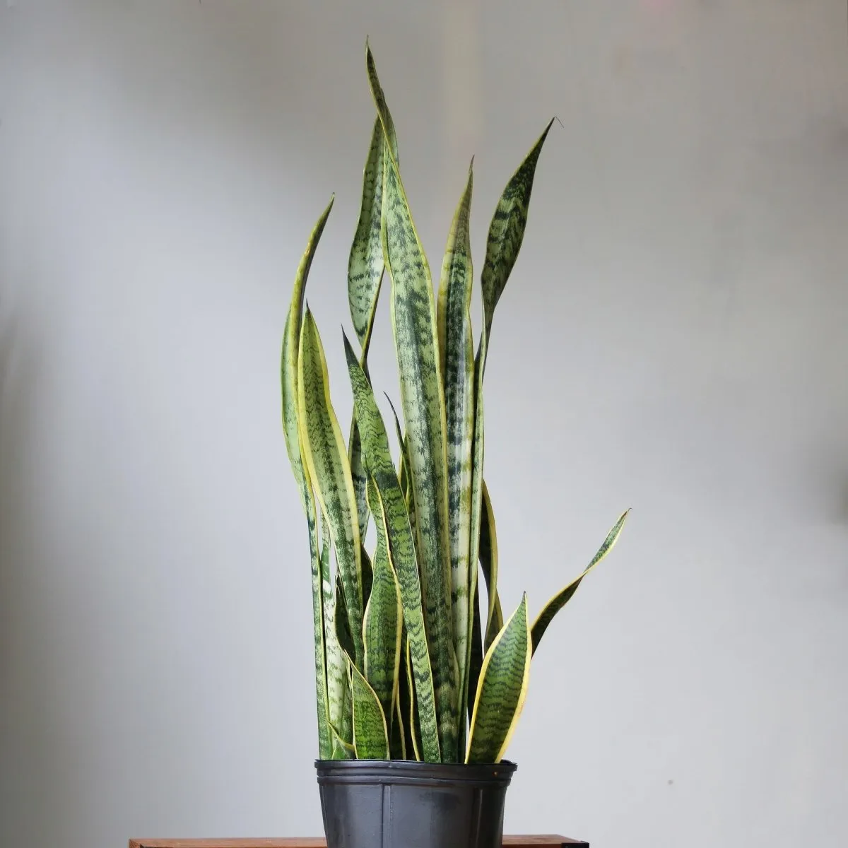 Sansevieria Trifasciata ‘Laurentii’ - Snake Plant - Various Sizes