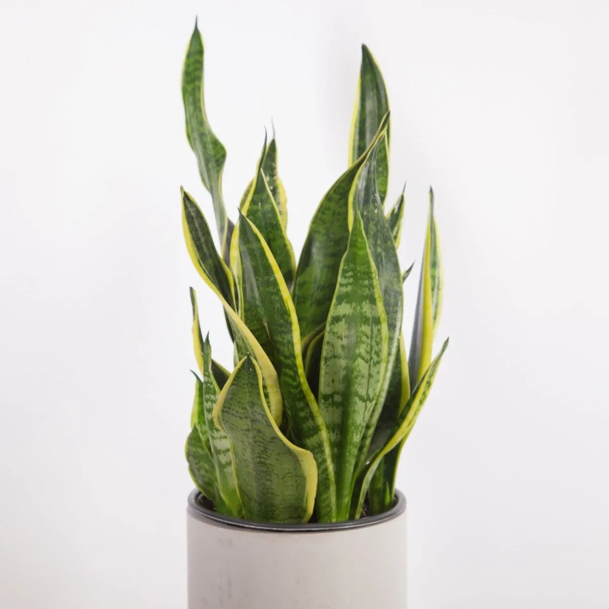 Sansevieria Trifasciata ‘Laurentii’ - Snake Plant - Various Sizes