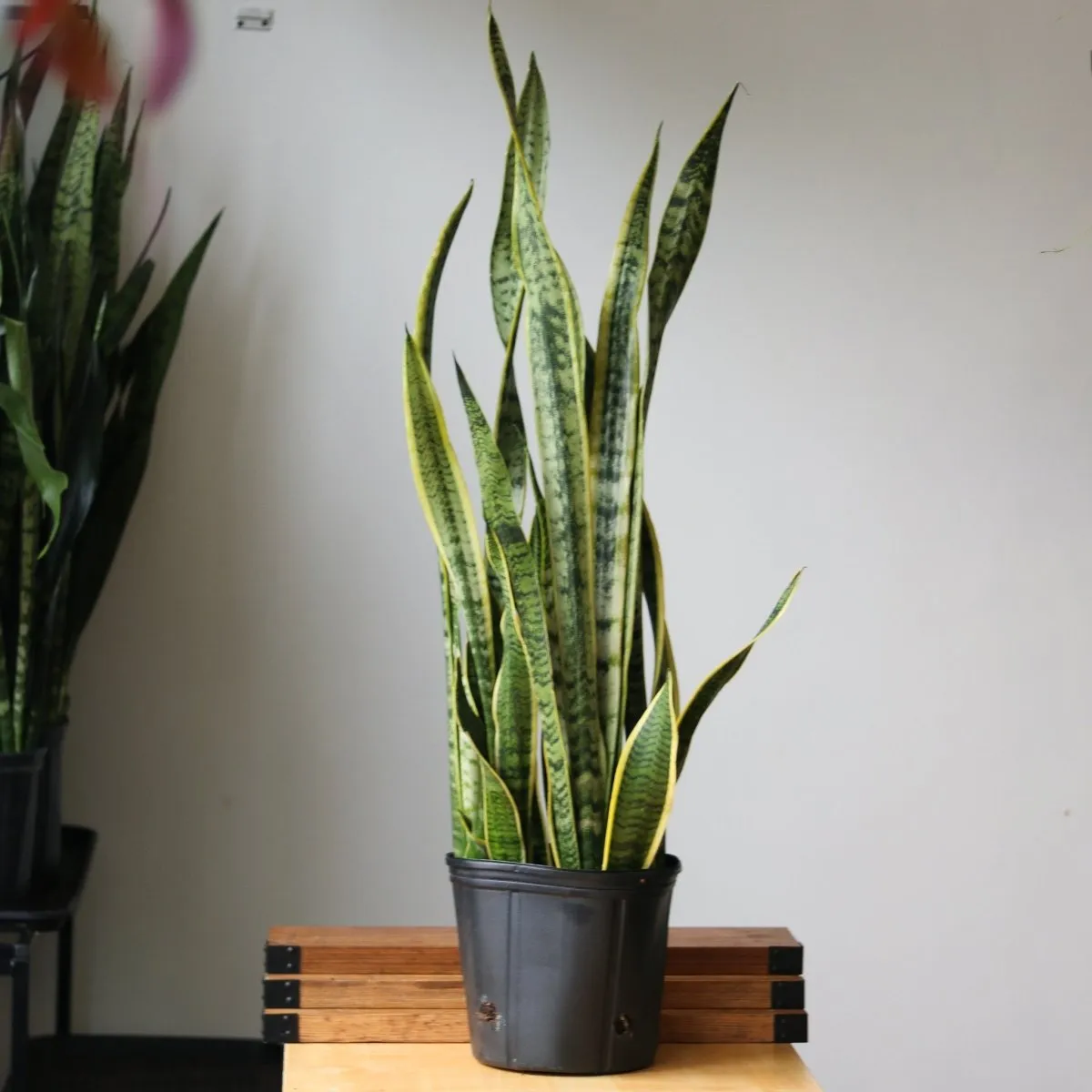 Sansevieria Trifasciata ‘Laurentii’ - Snake Plant - Various Sizes